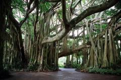 Oldest-Tree-on-Earth-in-Sweeden-9550-years-old